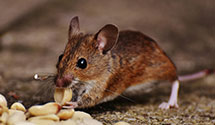 24 Hour & Emergency Exterminators in Oddville, KY